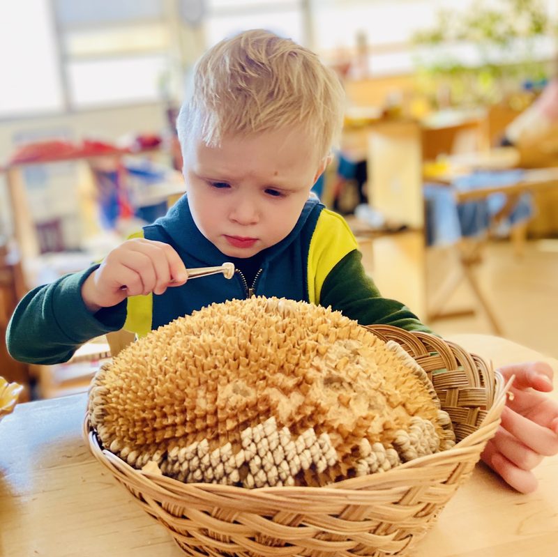Children during the Montessori morning work cycle at Girasol